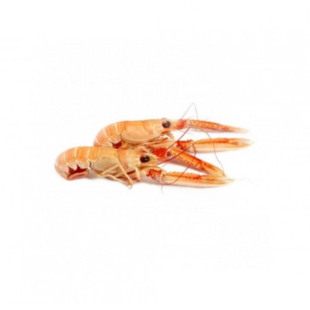 SCAMPO INTERO PICCOLO ADRIATICO X3 KG