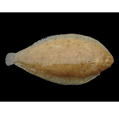 SOGLIOLA DAL PORRO PESCATA X3 KG