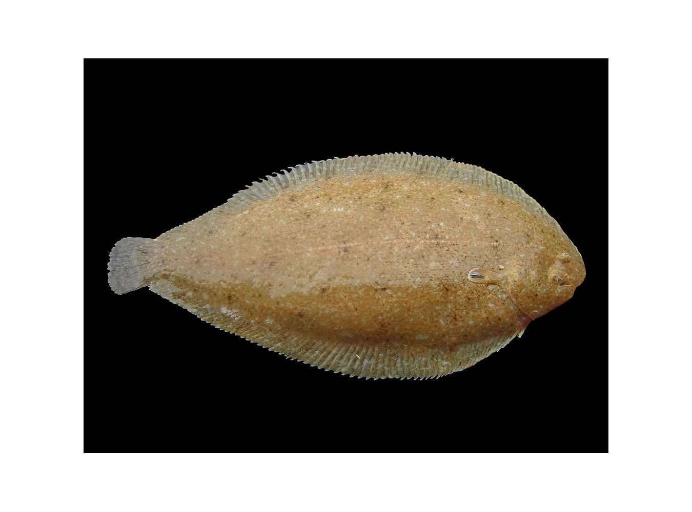 SOGLIOLA DAL PORRO PESCATA X3 KG