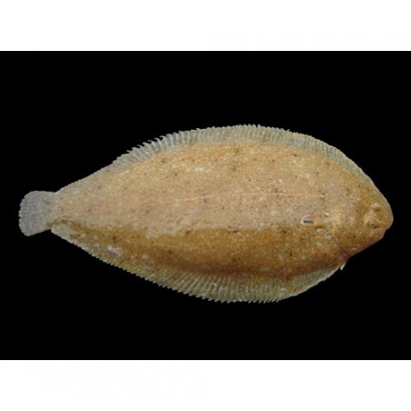 SOGLIOLA DAL PORRO PESCATA X3 KG