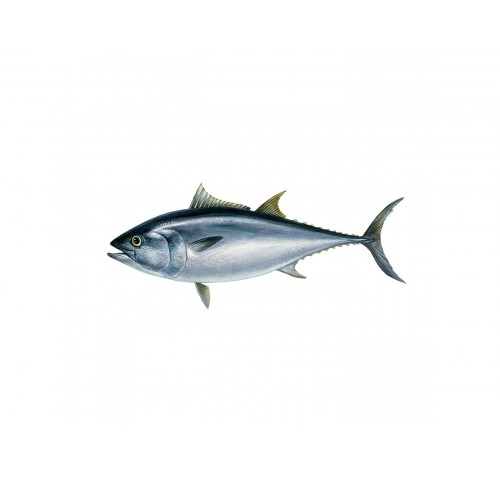 TONNO ROSSO PESCATO 20/50 KG X1 PZ