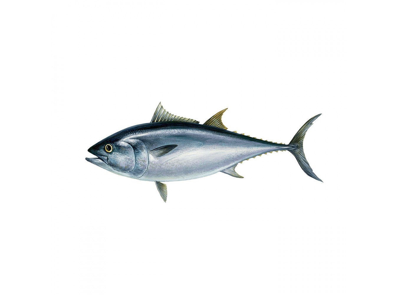 TONNO ROSSO PESCATO 20/50 KG X1 PZ