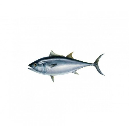 TONNO ROSSO PESCATO 20/50 KG X1 PZ