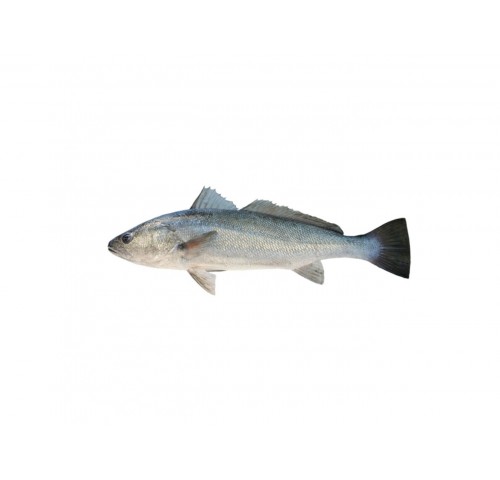 OMBRINA BOCCADORO HR 6000+