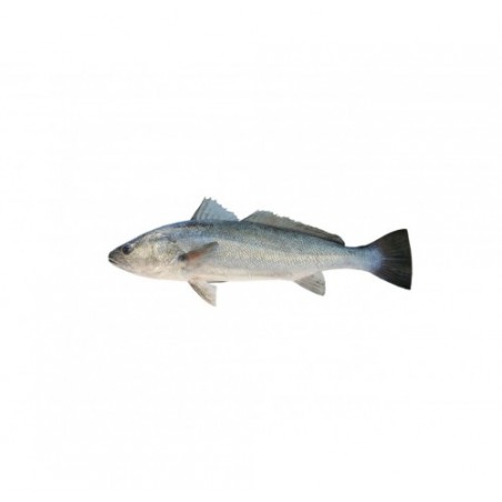 OMBRINA BOCCADORO HR 6000+