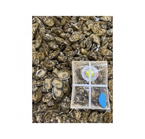 OSTRICA COLDIRETTI ALBARELLA N4 - 500GR