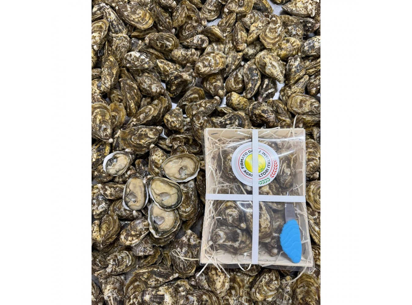 OSTRICA COLDIRETTI ALBARELLA N4 - 500GR