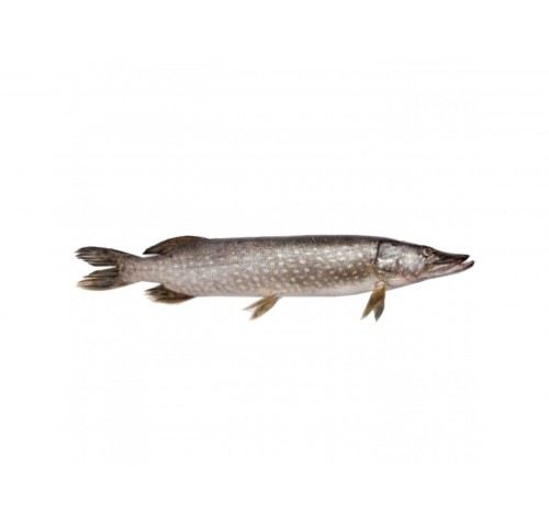 LUCCIO INTERO PULITO C/T GELO CT1X34KG