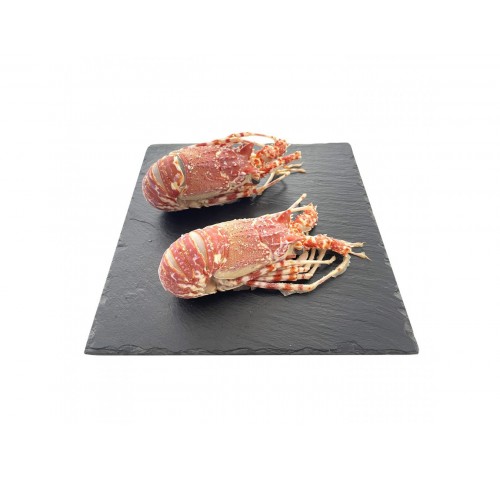 ARAGOSTA INDIOPACIFICA 150/300 PZ8X1.5KG