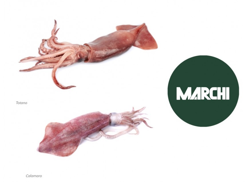 Calamari e totani: le nostre offerte ittiche di Maggio